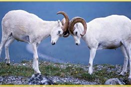 Competition in Ministry