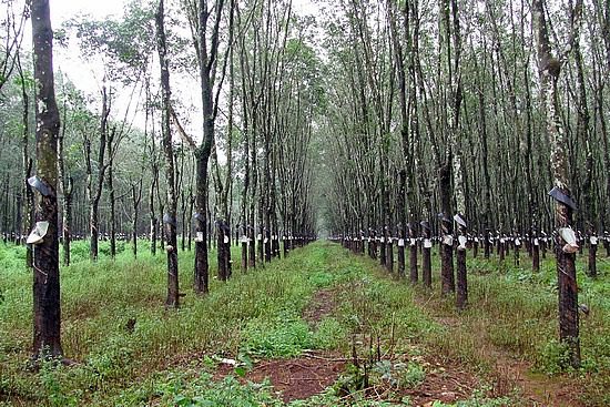 Rubber Plantation