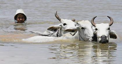 Flood Cambodia cows