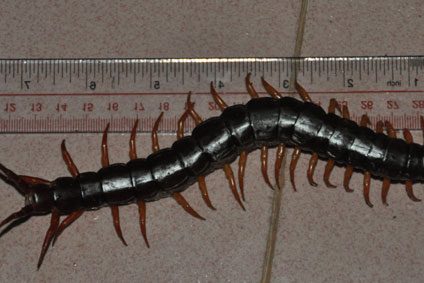 Centepede-(small)