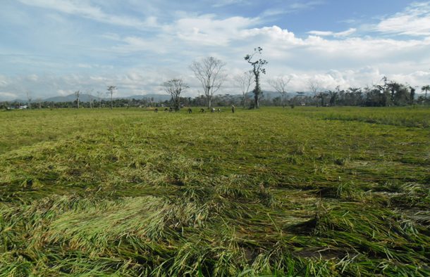 This rice field was completely flattened, destroying the crop.  This area also has huge coconut, banana and mango crops which were devastated as well.  Most of this harvest will be lost affecting the income for months to come. 