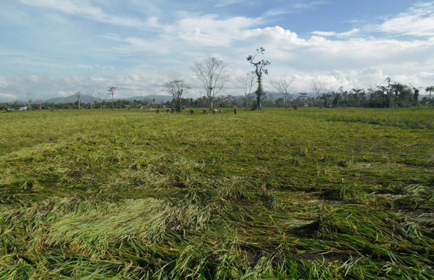 This rice field was completely flattened, destroying the crop. This area also has huge coconut, banana and mango crops which were devastated as well. Most of this harvest will be lost affecting the income for months to come.