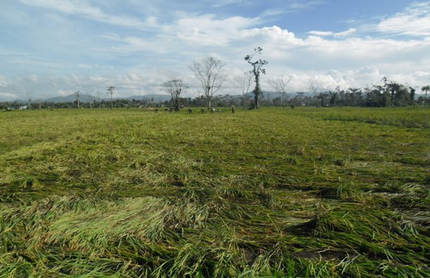 This rice field was completely flattened, destroying the crop. This area also has huge coconut, banana and mango crops which were devastated as well. Most of this harvest will be lost affecting the income for months to come. 