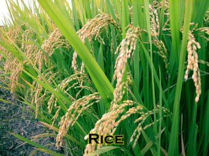 rice